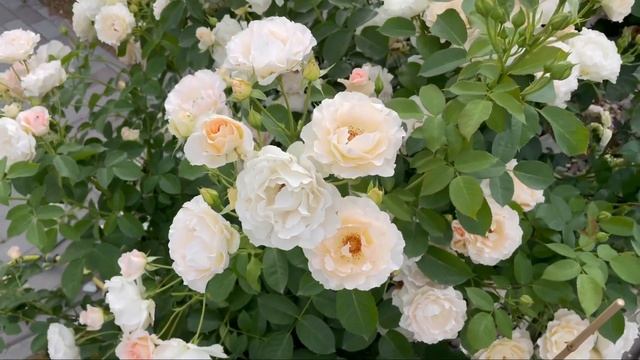 Роза Rokoko Tantau смотреть онлайн