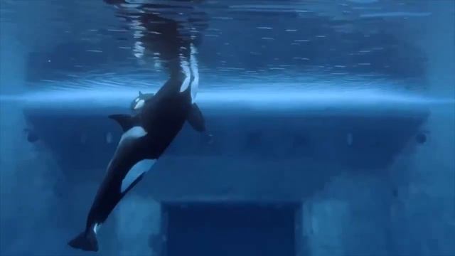 В Москвариуме косатка родила малышку. Baby Orca 虎鲸 ballena asesina baleia assassina baby-Schwertwal смотреть онлайн