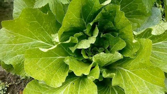 Пекинская капуста Ника после обработки средством Искра спустя 3 недели смотреть онлайн