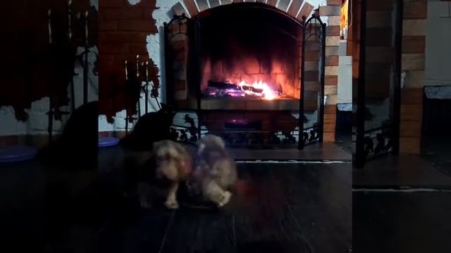 Щенки миниатюрной таксы, кошки и камин))) смотреть онлайн