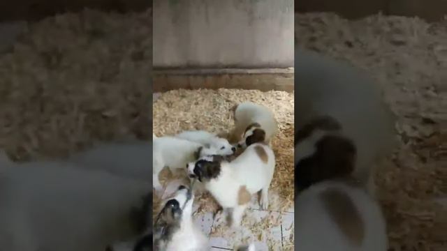 Щенки Алабая Крым Симферополь +79789395302 смотреть онлайн