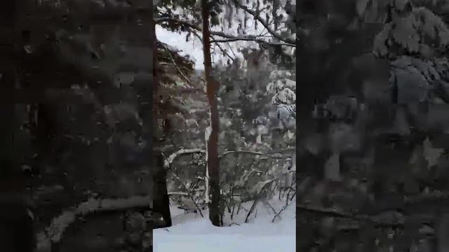 Катание на санях в новый год