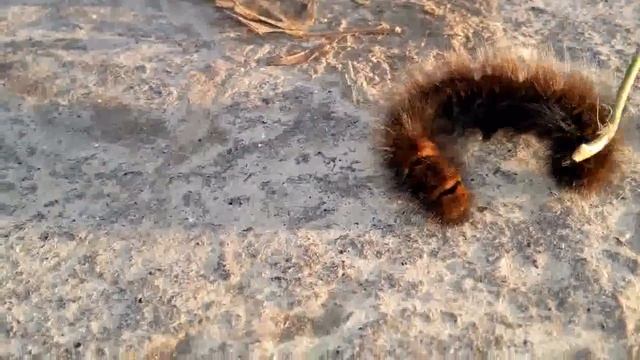 Гусеница ползет.Черная мохнатая гусеница смотреть онлайн