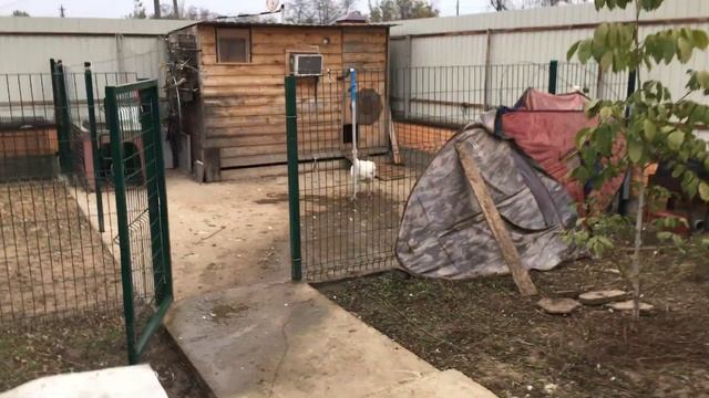 Новенькие Индоутки !!! Только белые . смотреть онлайн