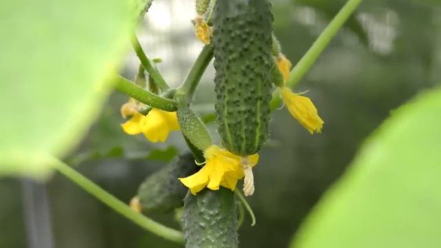1 Литр и Огурцы оживают, зеленеют и обильно плодоносят до морозов! Полейте этим огурцы смотреть онлайн
