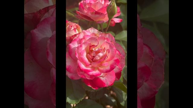 Cherry Parfait Rose. смотреть онлайн