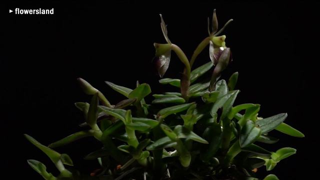 Орхидея Epidendrum Porpax