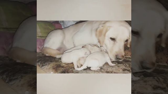 Дети от Локки и Барби 9 щенков смотреть онлайн