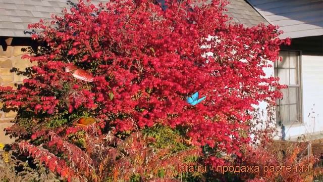 Бересклет европейский Ред Каскад (red cascade) ? обзор: как сажать, крупномеры бересклета Ред Каска смотреть онлайн