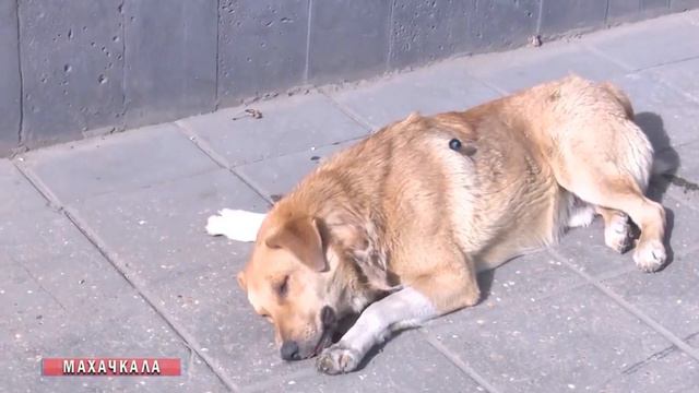 В дагестанском поселке поймали волчицу