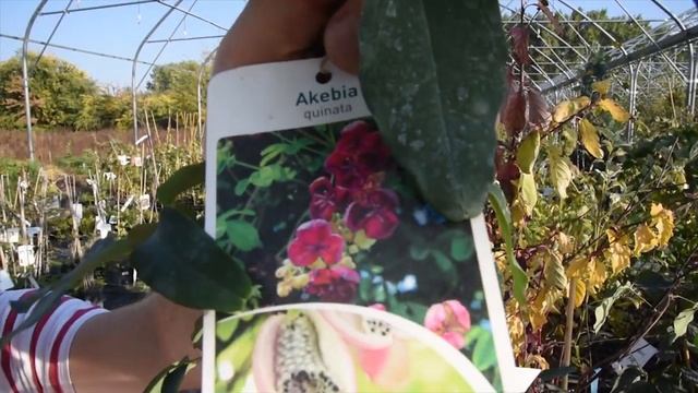 Akebia quinata – Ötlevelű akébia смотреть онлайн
