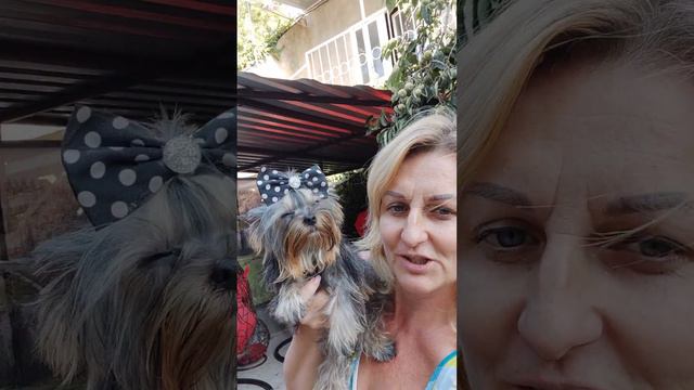 Красотка Миранда в поиске ответственных владельцев Доставка возможна+79788972514 смотреть онлайн