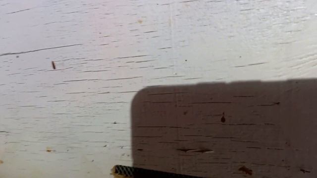 Завершаем закармливать пчелу смотреть онлайн