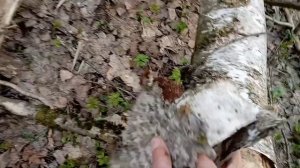 Как разжечь костер в сыром лесу