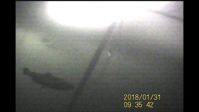 Форель под водой. Поведение форели. Савельево-2 (31.01.18) смотреть онлайн