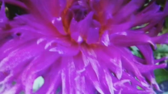 Цветы которые посадила моя бабушка . смотреть онлайн