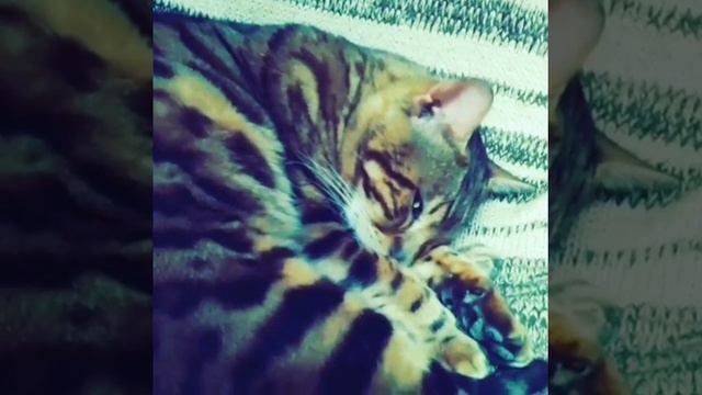Бенгальский кот пофигист смотреть онлайн