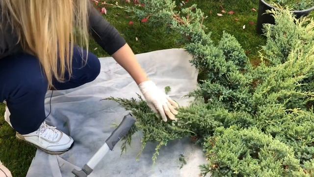 ТОПИАРИЙ | ЩУПАЛЬЦА КАЛЬМАРА | ИЗ МОЖЖЕВЕЛЬНИКА ХОЛГЕР смотреть онлайн