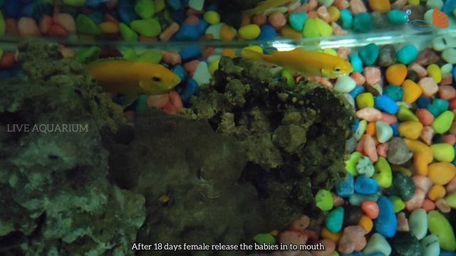 How to Breed yellow electric cichlids | LIVE AQUARIUM смотреть онлайн