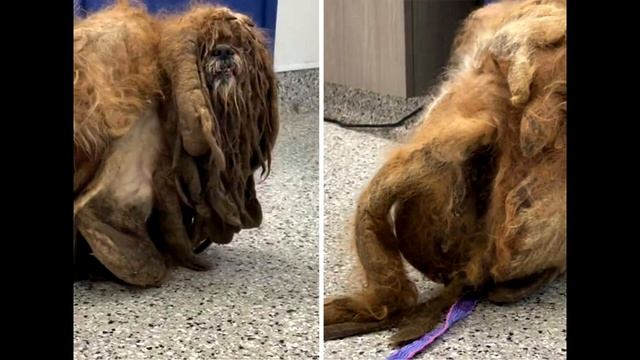 Врачи ахнули, когда увидели что за существо скрывается за заросшими колтунами...