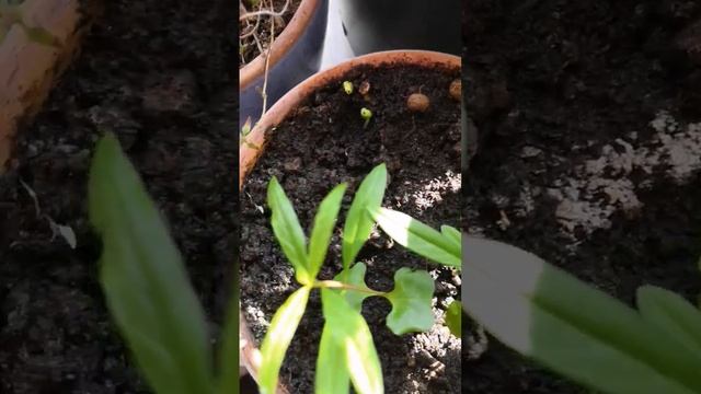 Выращиваю гранаты на подоконнике смотреть онлайн