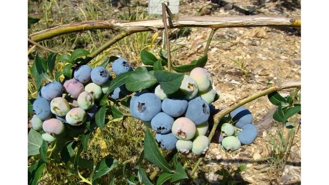 Сорт голубики садовой «Санрайз» смотреть онлайн
