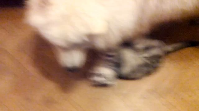 Самоед ,,Лада,, и кот ,,Тошка,, смотреть онлайн