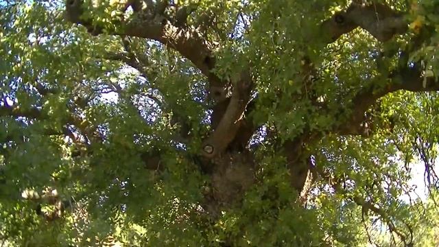 Фисташка 1300 лет мыс Ай-Тодор Крым. A thousand-year-old pistachio on Cape Ai-Todor Crimea. смотреть онлайн
