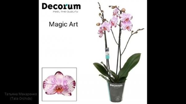 Decorum ОПРЕДЕЛИТЕЛЬ сортов ОРХИДЕИ фаленопсис  Orchid Qualifier of a grade. орхидея orchids