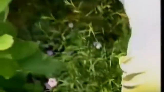 May 28, 1999 Middle Georgia Magazine showing the Garden of Pieter J.C. Vedder and aired on TV35 смотреть онлайн
