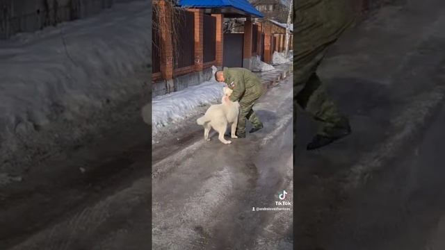 Дрессировка Щенка Алабая. смотреть онлайн