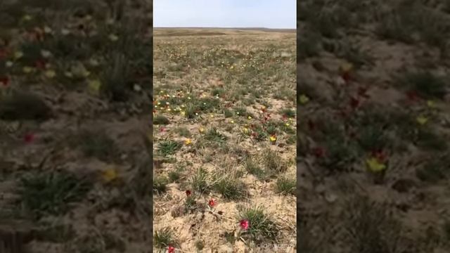 Весна, Тюльпаны, Казахстан смотреть онлайн