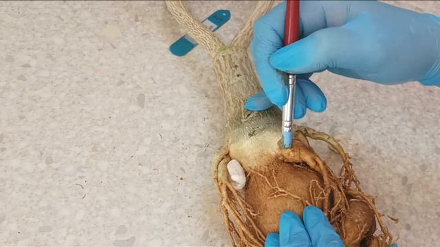 Пересадка Королевы ? моей коллекции, или адениум на фитильном поливе. Проблемный каудекс. смотреть онлайн