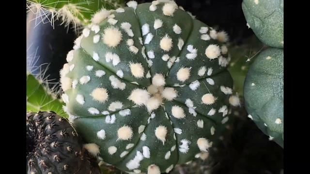 Astrophytum asterias Super Kabuto Grafted 231 day timelapse смотреть онлайн