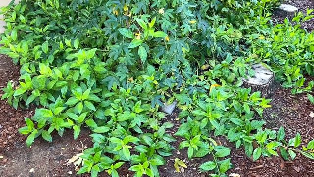Huge Growth - Passion Fruit Vine Update (8 Months of Growth) смотреть онлайн