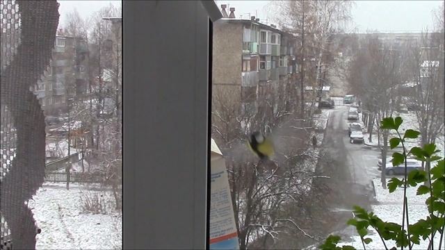 Немного позитива СИНИЧКИН ДЕНЬ !! смотреть онлайн