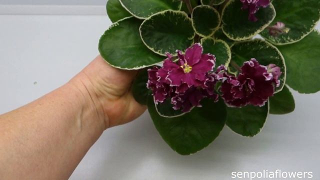 Цветущие фиалки из коллекции Голубевой Татьяны на 14.11.2022 смотреть онлайн