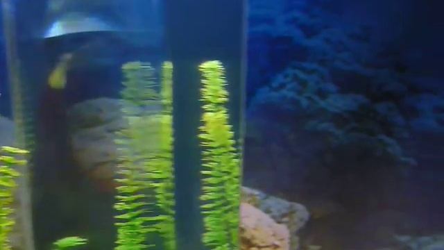 красивые аквариумы