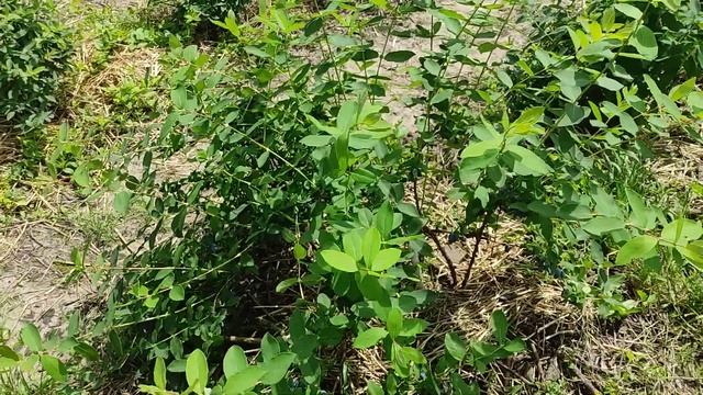 Жимолость Клубничная сенсация 2023 смотреть онлайн