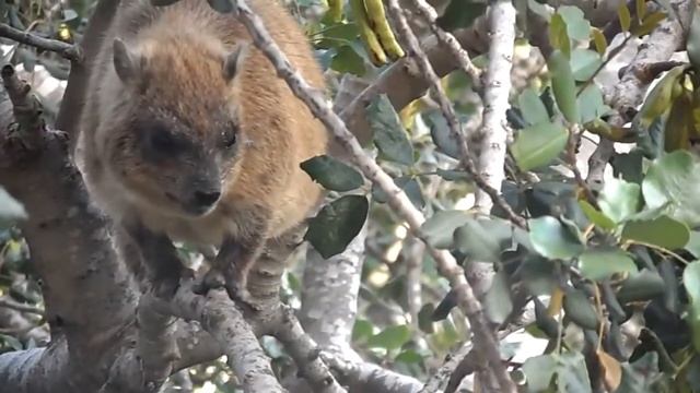 Даман (скалистый заяц) смотреть онлайн