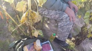 Охота на голубя «Вяхиря» с чучелами в подсолнухе! 2019