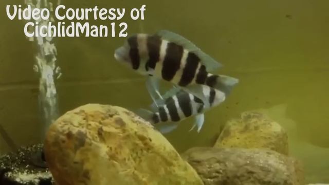 Species Profile Cyphotilapia Frontosa. Tank Talk Presented by KGTropicals смотреть онлайн