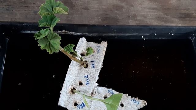 Народный копеечный укоренитель. Укореняться любые черенки. Раскрываю проверенный рецепт смотреть онлайн