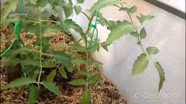 Как растут два шикарных сорта - Лель и Золотой лимон смотреть онлайн