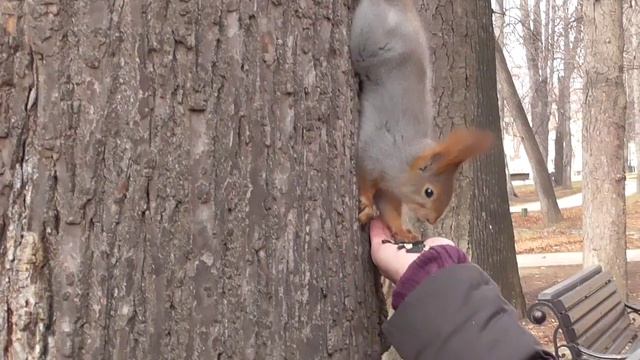 Белка ест семечки.mp4 смотреть онлайн