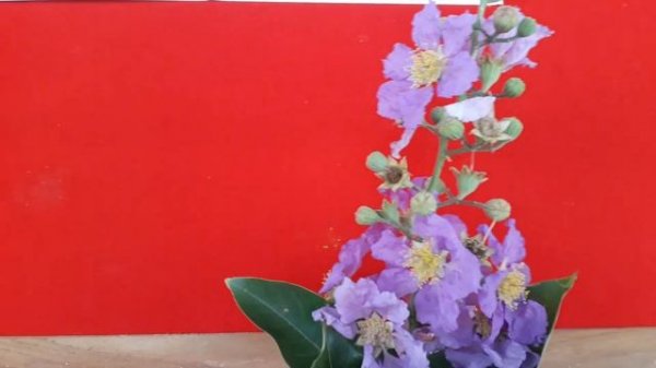 Today's plant for a day@RCSC Kolhapur- Lagerstroemia speciosa- state flower of Maharashtra!