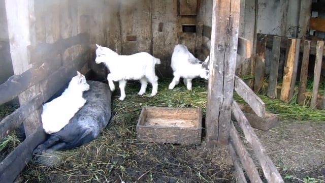 Летнее содержание коз и вьетнамских поросят. смотреть онлайн