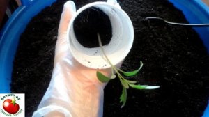 Как пикировать переросшие сеянцы томато