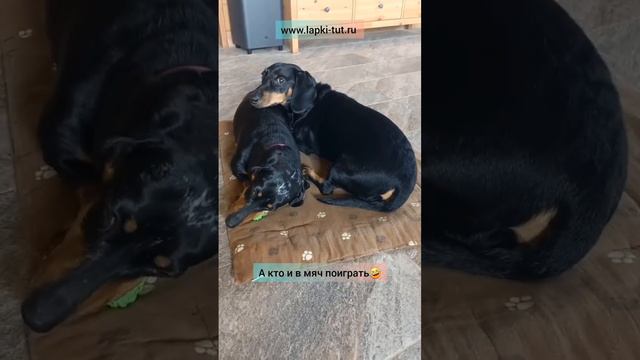 Тася - наш почётный мЯченосец🤣К упаковке товара не будет допущена🤣 смотреть онлайн