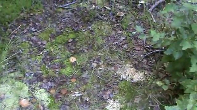 Рыбалка в Карелии Остров Рай ч 2 Дары земные смотреть онлайн